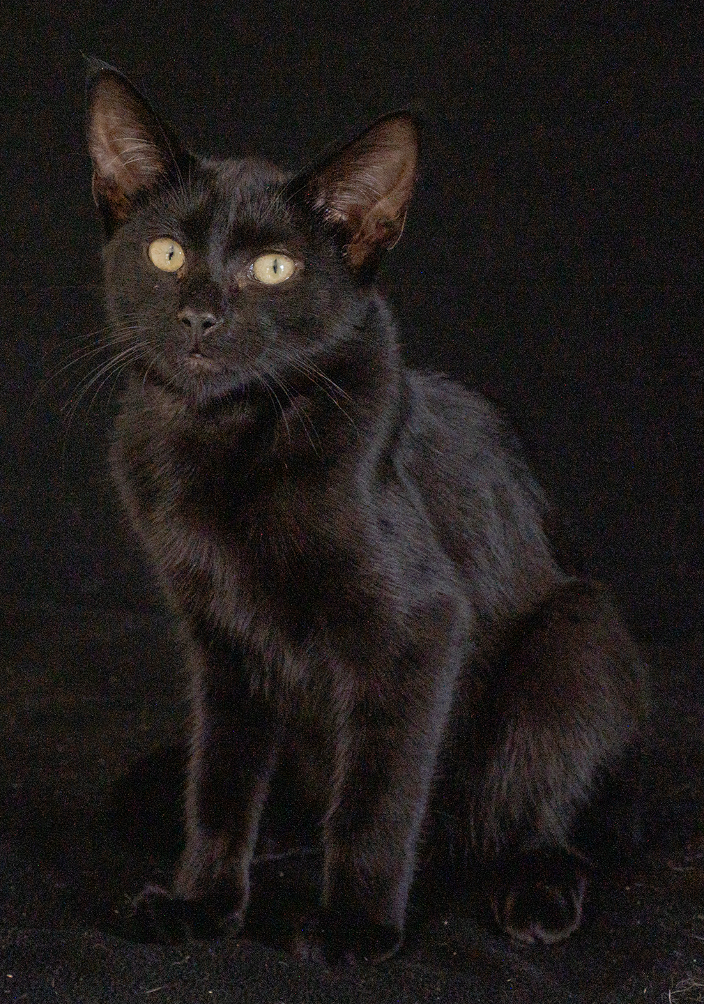 Top Cat Sanctuary cat photo